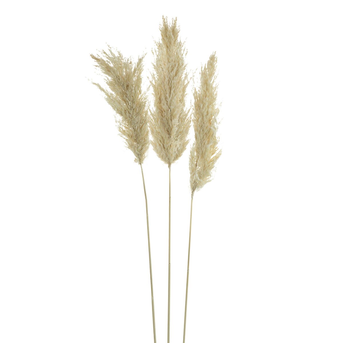 3pc Dried Pampass Grass - Cream