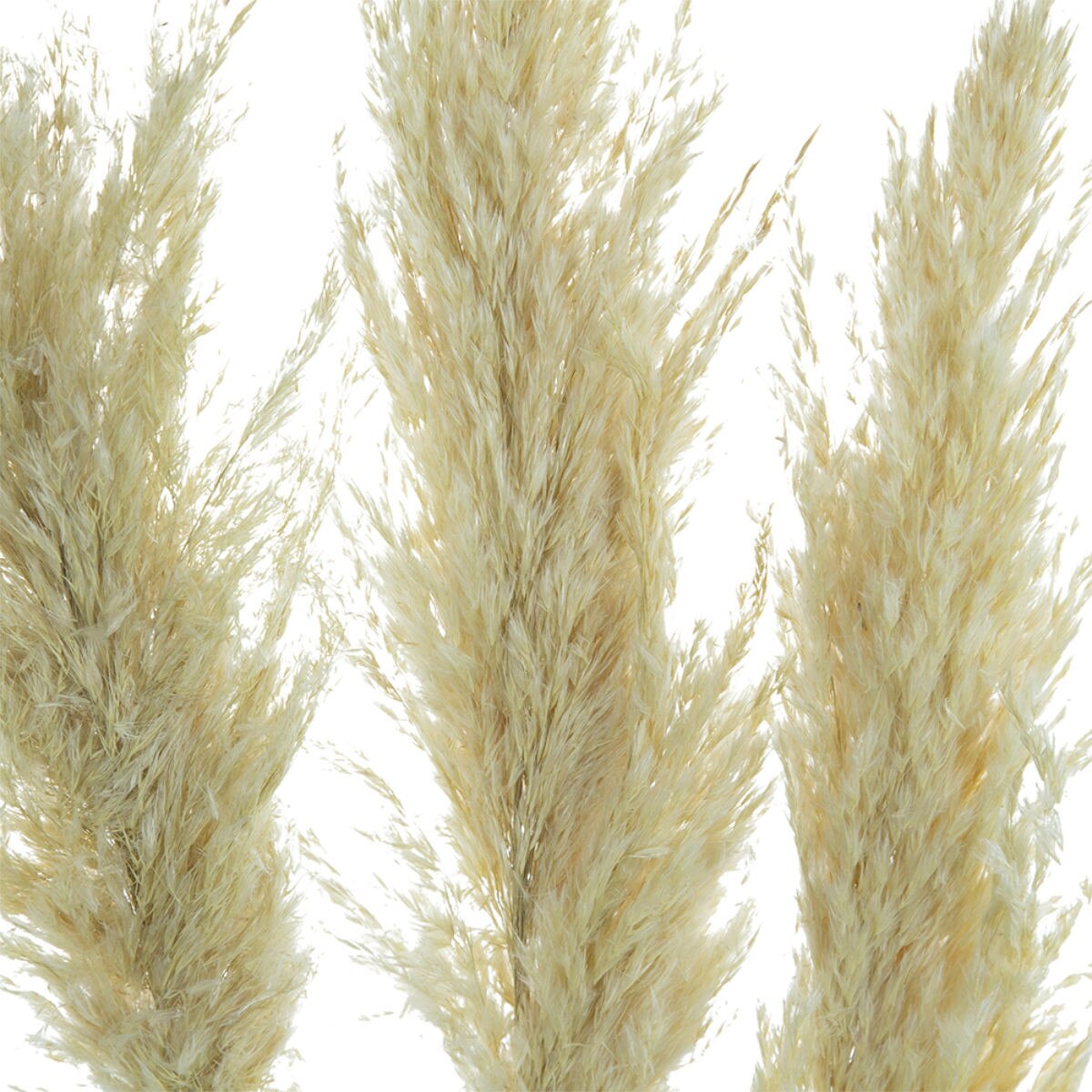 3pc Dried Pampass Grass - Cream