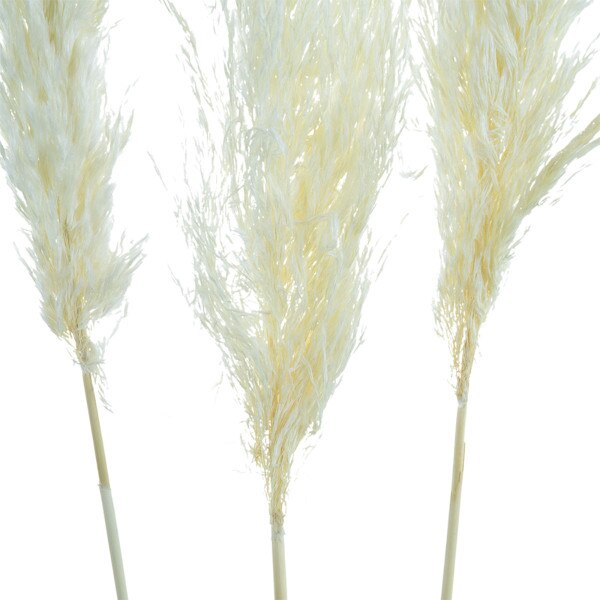 3pc Dried Pampass Grass - White