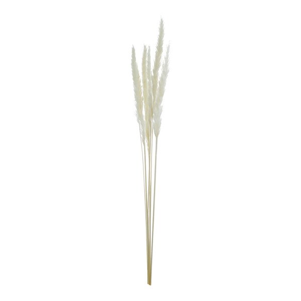 6pc Dried Pampass Grass - White