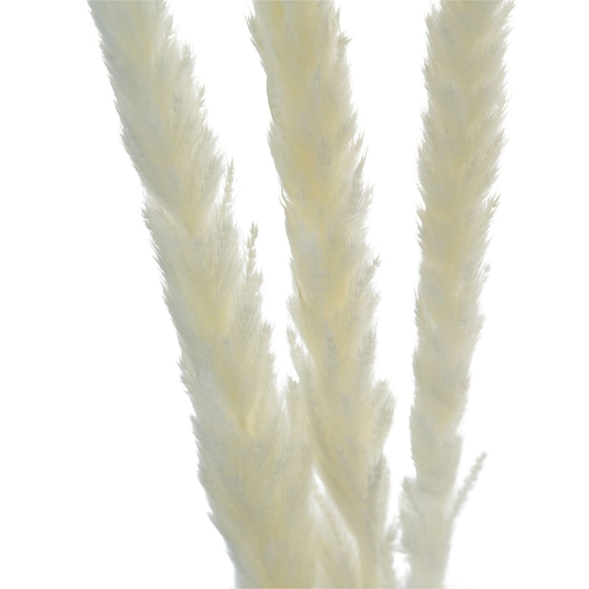 6pc Dried Pampass Grass - White