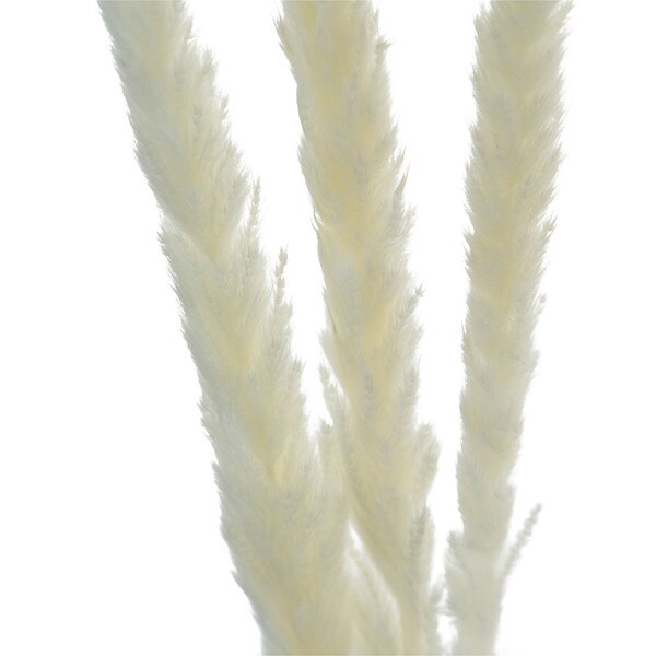 6pc Dried Pampass Grass - White
