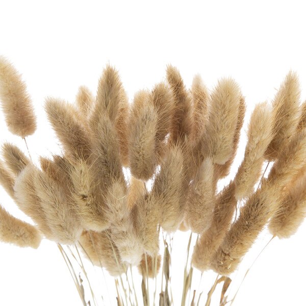 50pc Dried Bunny Tail - Natural