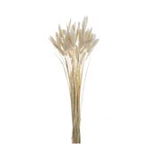 50pc Dried Bunny Tail - White