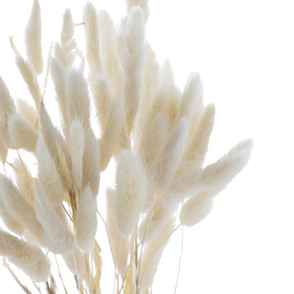 50pc Dried Bunny Tail - White