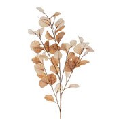 Dried Eucalyptus Branch Natural