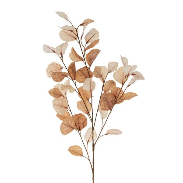 Dried Eucalyptus Branch Natural