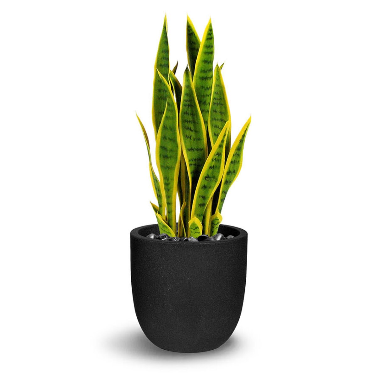 Sanseveria 66cm - Green / Yellow