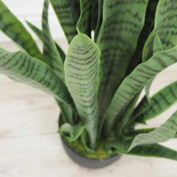 Sanseveria 66cm - Green / Yellow