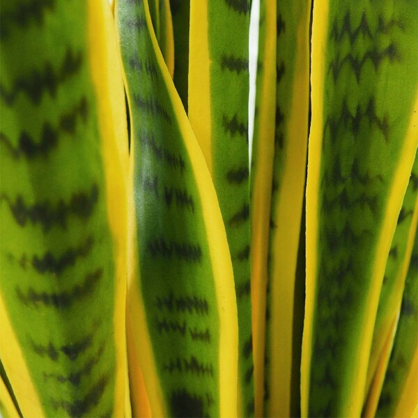 Sanseveria 66cm - Green / Yellow