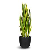 Sanseveria 97cm - Green / Yellow