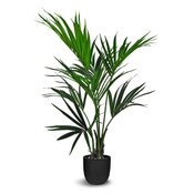 Kentia Palm 122cm