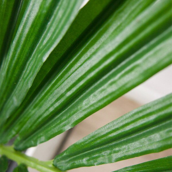Kentia Palm 122cm