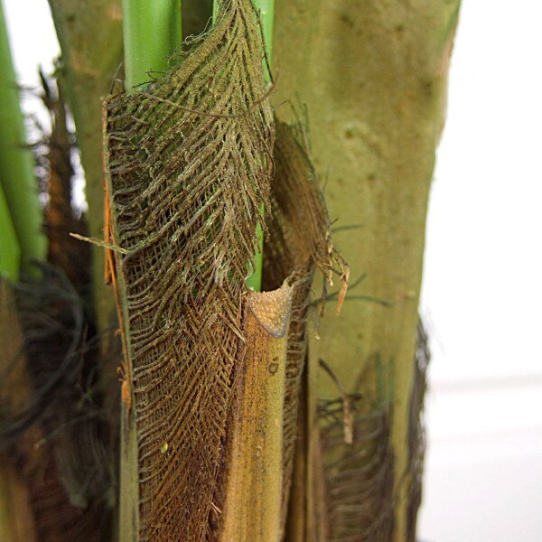Kentia Palm 122cm