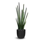 Sansevieria Cylindrica 94cm