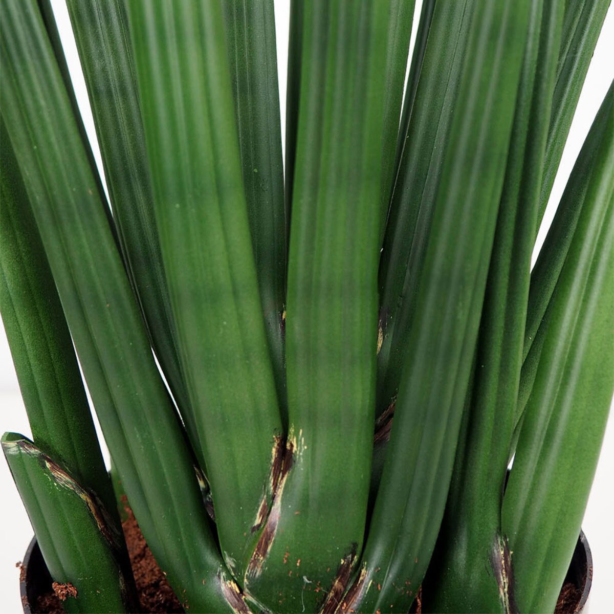 Sansevieria Cylindrica 94cm