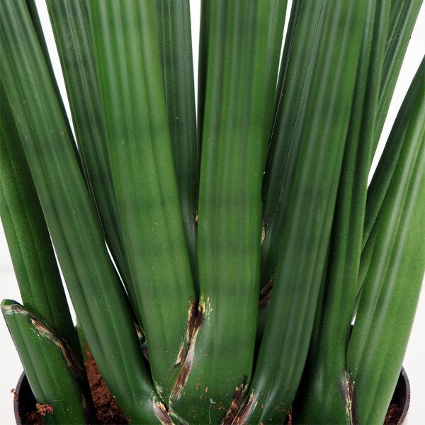 Sansevieria Cylindrica 94cm