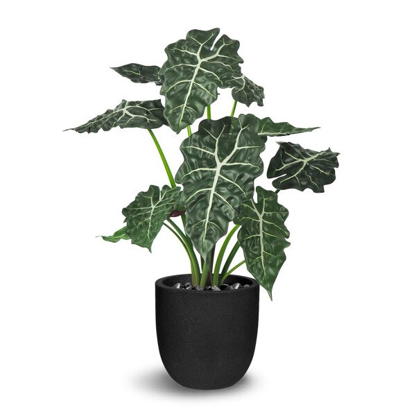 Alocasia 69cm