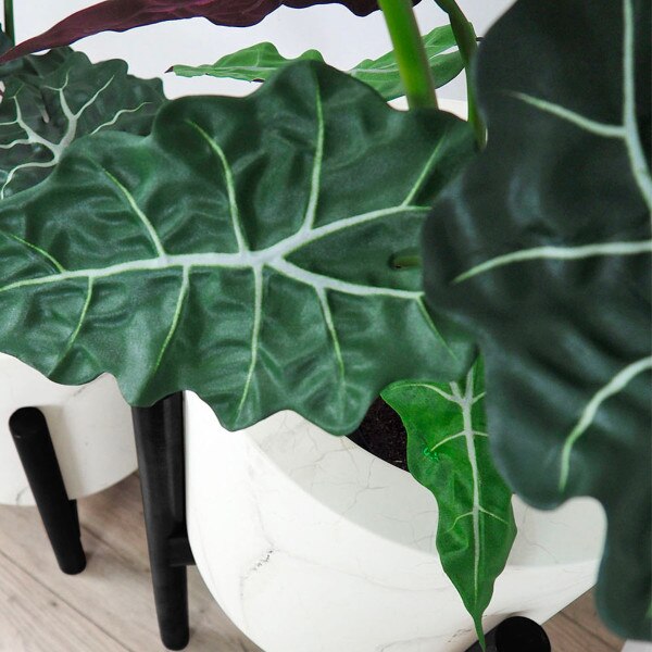 Alocasia 69cm