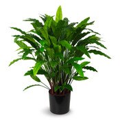 Calathea 87cm