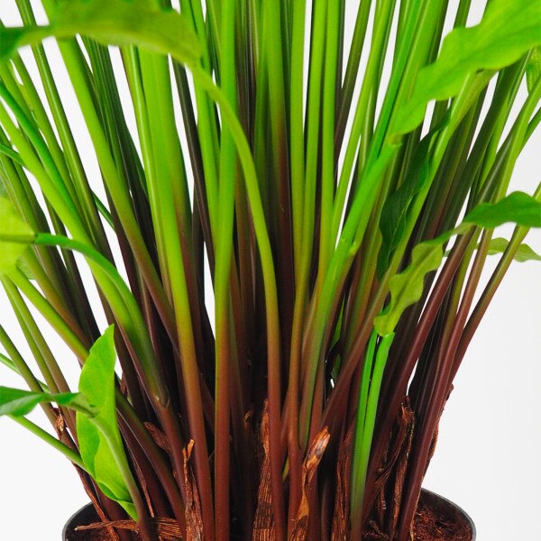 Calathea 87cm