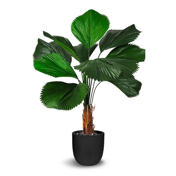 Licuala Grandis 138cm