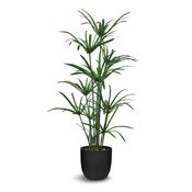 Cyperus 120cm