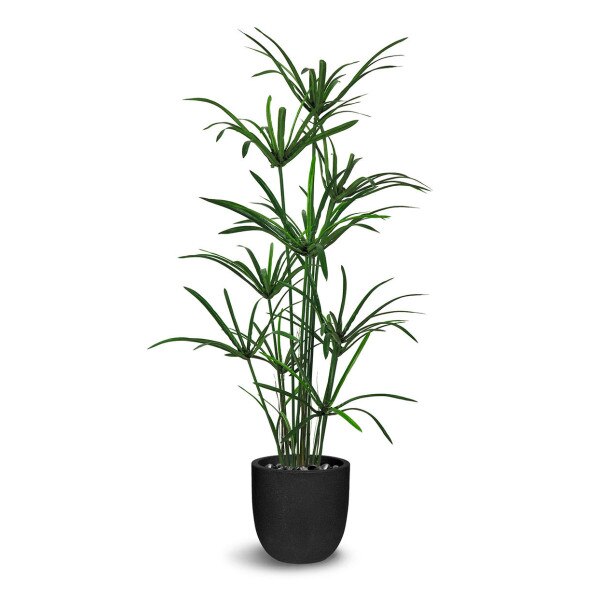 Cyperus 120cm