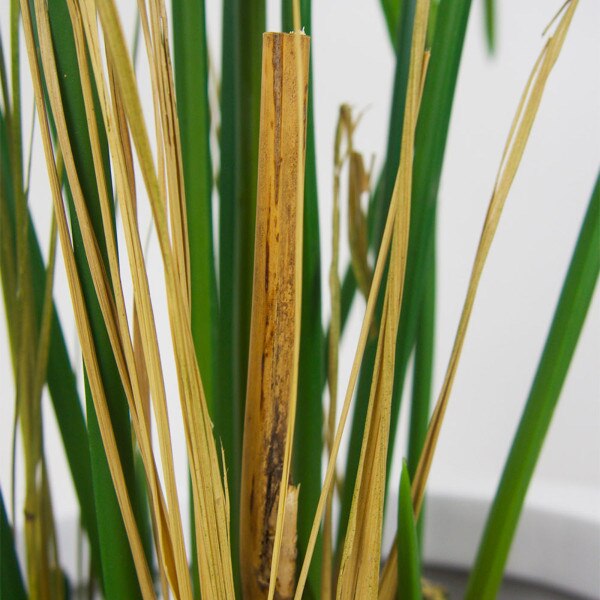 Cyperus 120cm