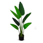 Traveler's Palm 120cm
