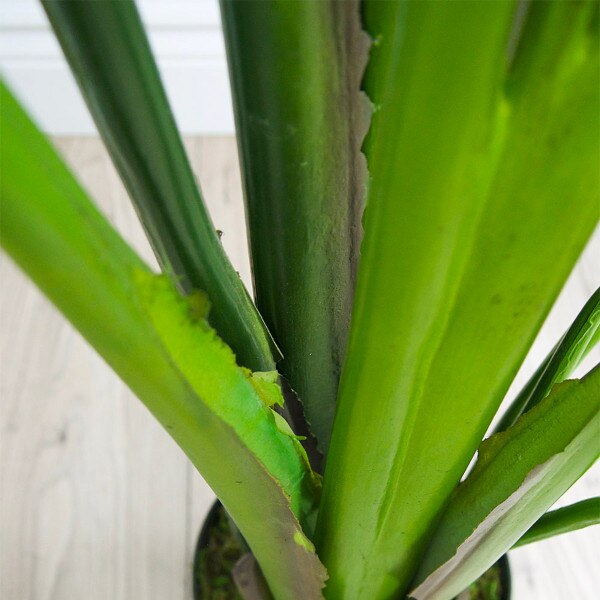 Traveler's Palm 120cm