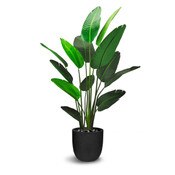 Traveler's Palm 180cm