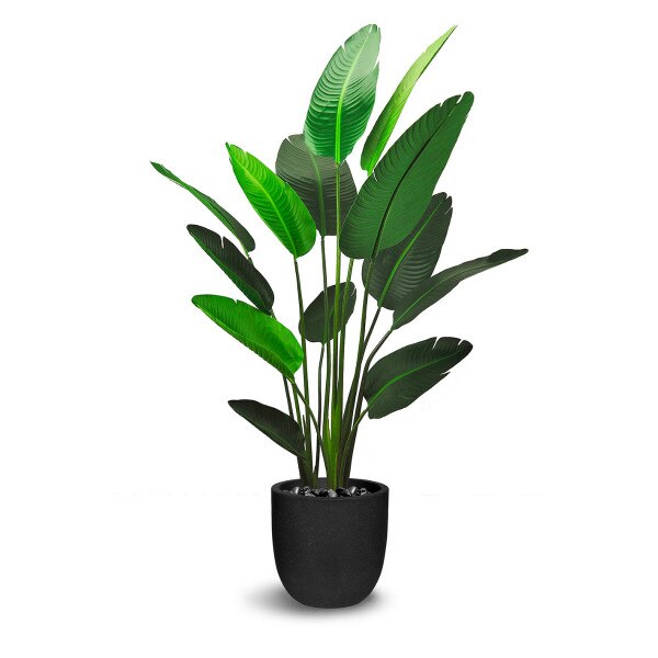 Traveler's Palm 180cm