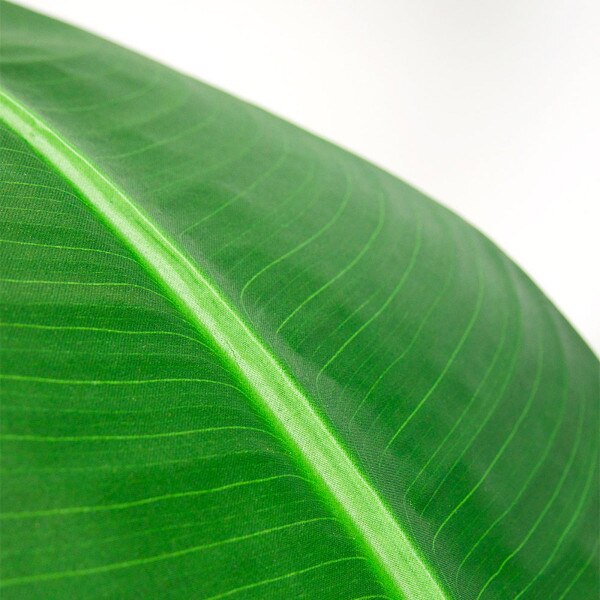 Traveler's Palm 180cm
