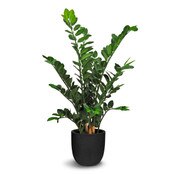 Zamioculcas 91cm