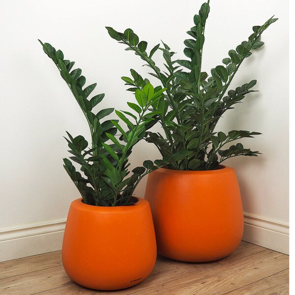Zamioculcas 91cm