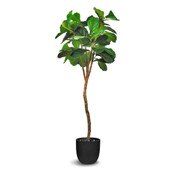 Fiddle Leaf Fig 183cm