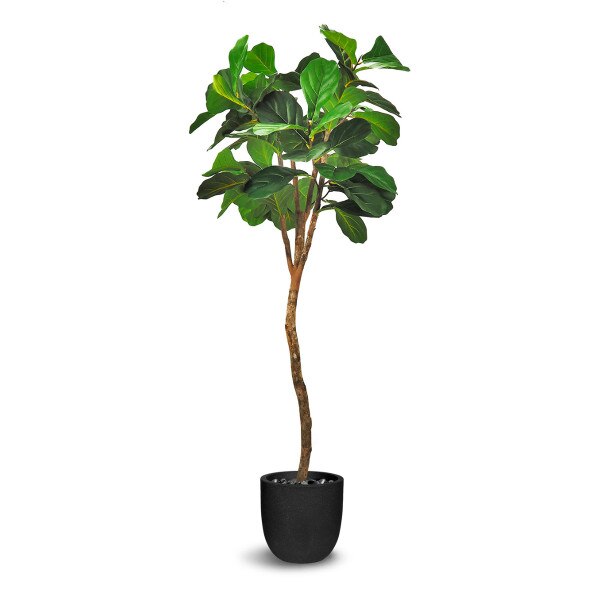 Fiddle Leaf Fig 183cm
