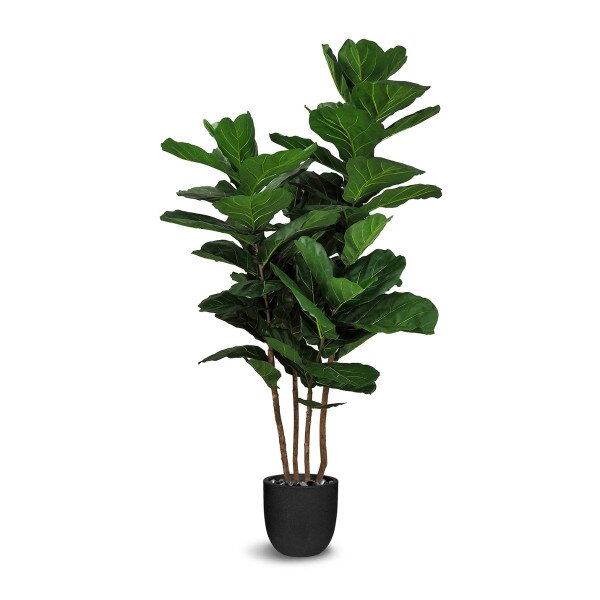 Fiddle Leaf Fig 214cm