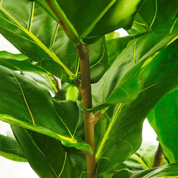 Fiddle Leaf Fig 214cm