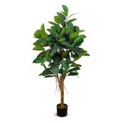 Ficus Elastica 171cm