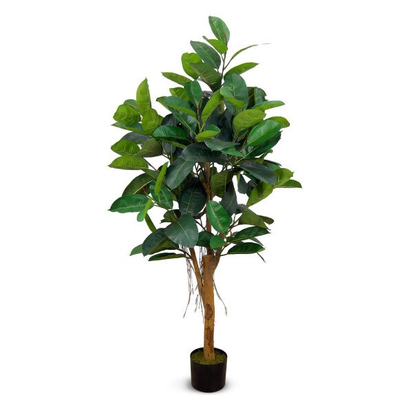 Ficus Elastica 171cm