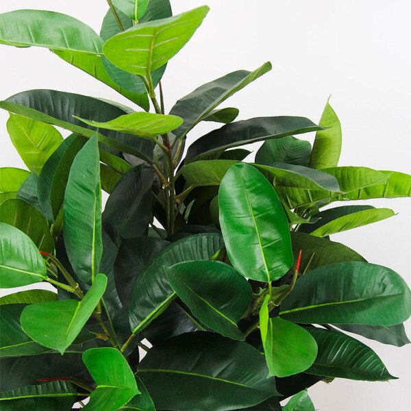 Ficus Elastica 171cm
