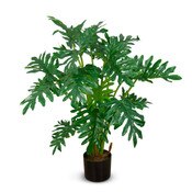 Philodendron 97cm