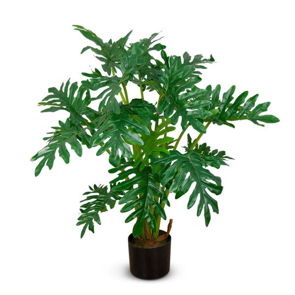Philodendron 97cm