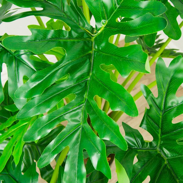 Philodendron 97cm