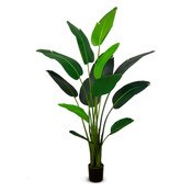 Traveler's Palm 224cm