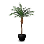 Phoenix Palm 244cm