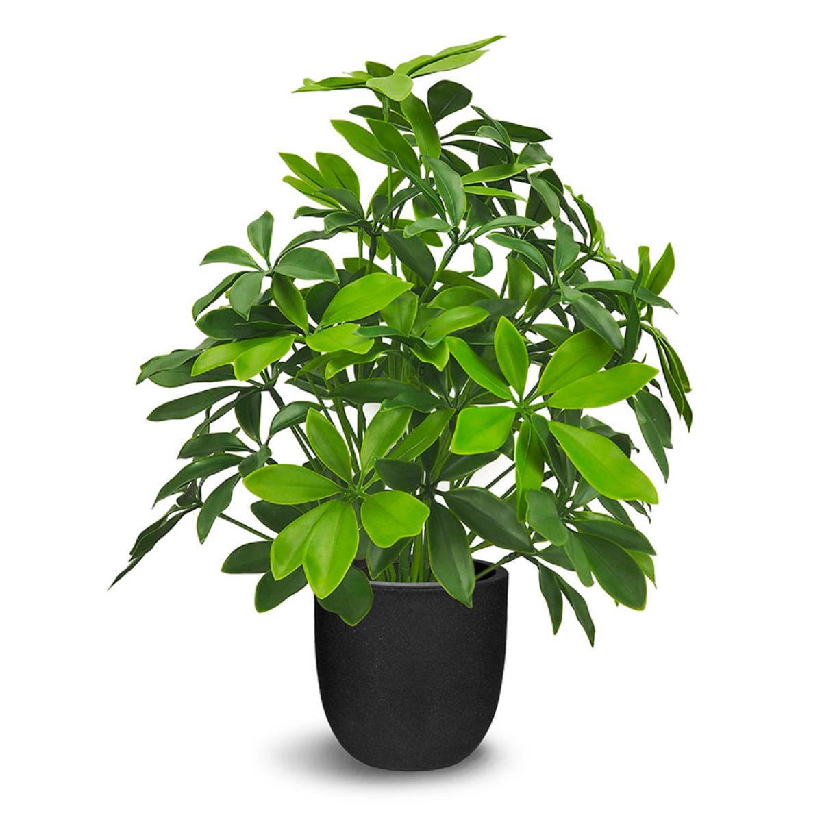 Baby Schefflera 51cm Casalife Furniture Toronto, Kitchener