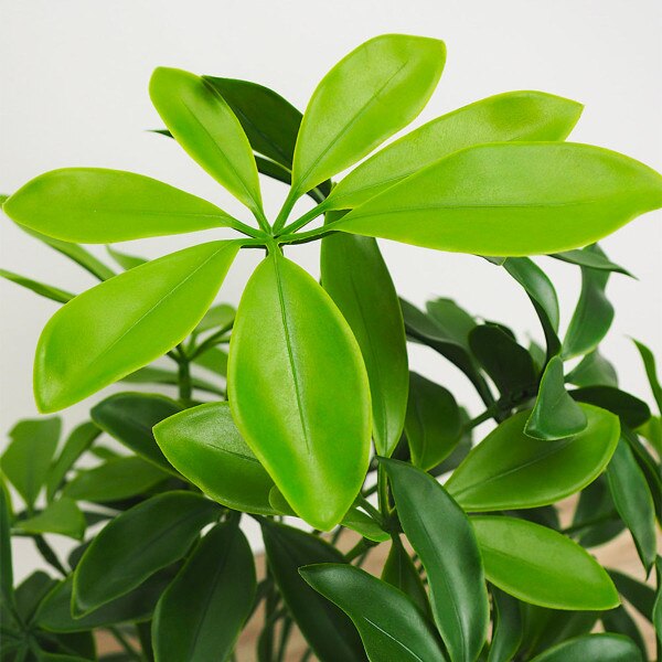 Baby Schefflera 51cm